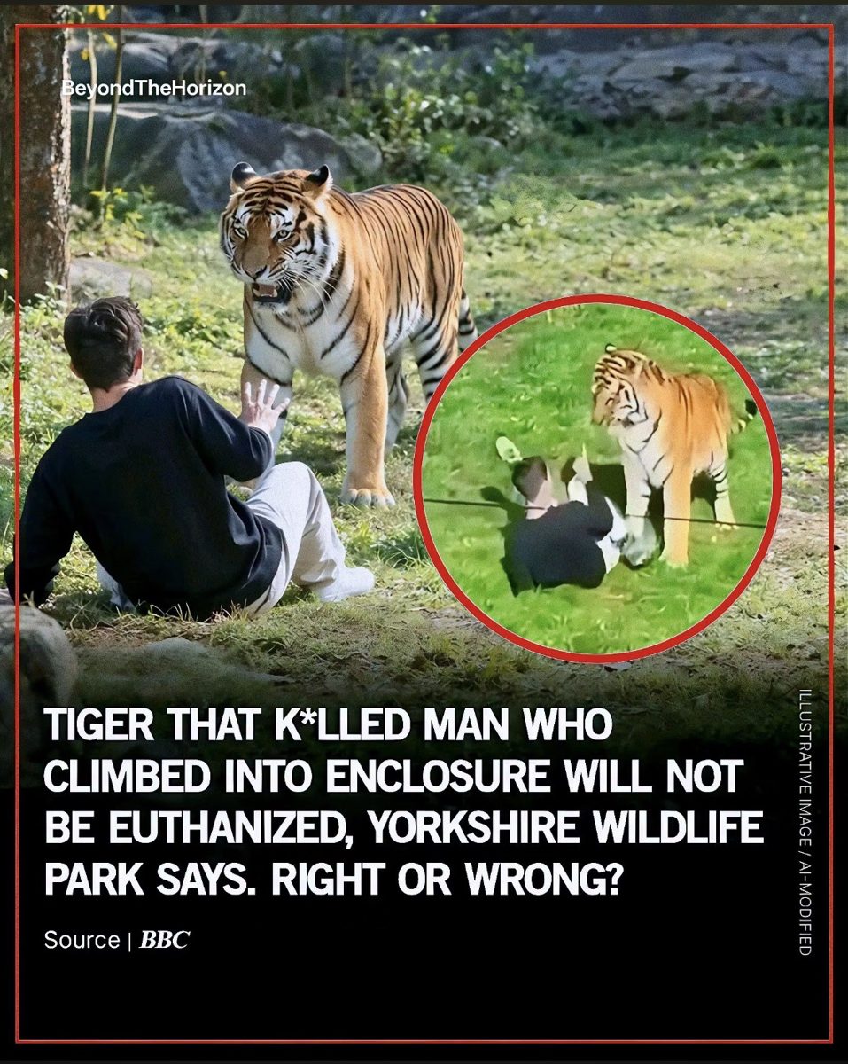 Screenshot of the viral post we checked, claiming: Tiger that killed man who climbed into enclosure will not be euthanized, Yorkshire Wildlife Park says." (graphic citing BBC)