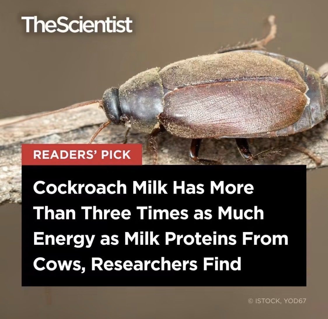 Screenshot of the viral post we checked, claiming: Cockroach Milk Has More Than Three Times as Much Energy as Milk Proteins From Cows, Researchers Find" (The Scientist)